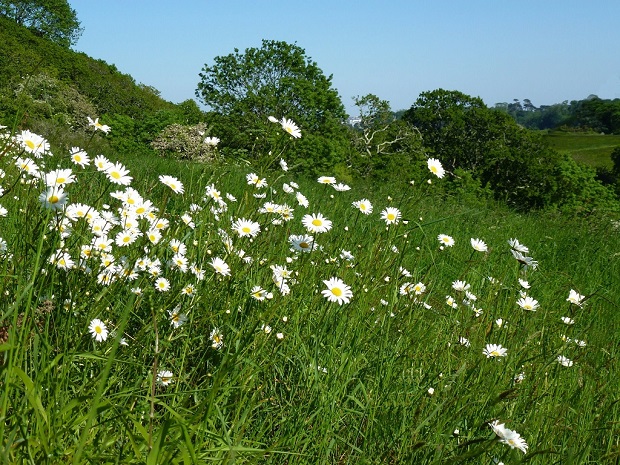 Daisies at Higher Hill by Sandacre Bay